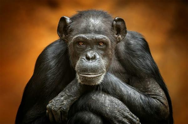 Chimpanzee looks straight at camera, orange background